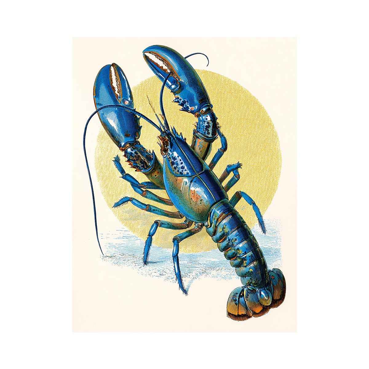 Vintage blue lobster illustration canvas art for coastal kitchen or dining room decor.