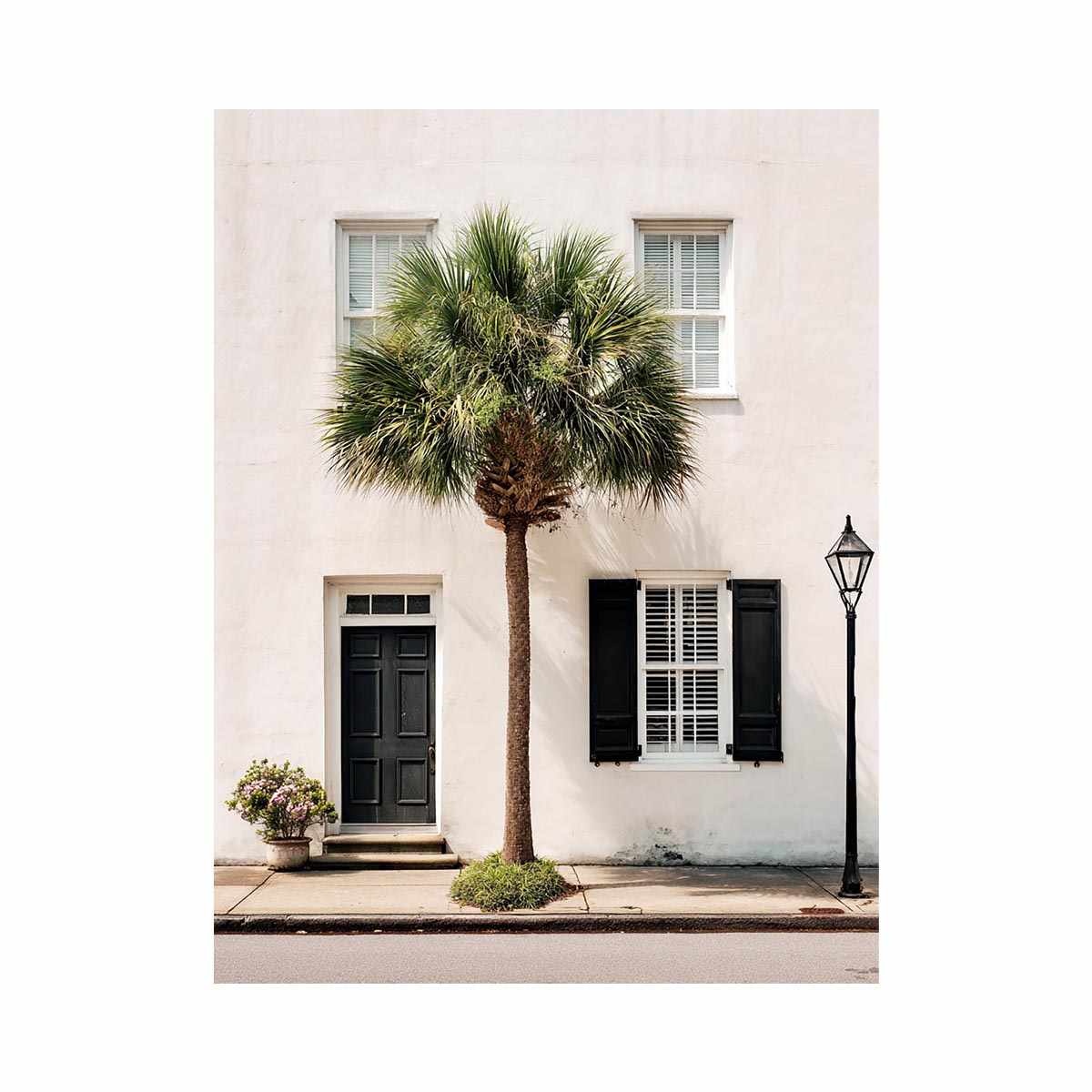 Elegant palm tree beside white coastal architecture for modern living room decor.