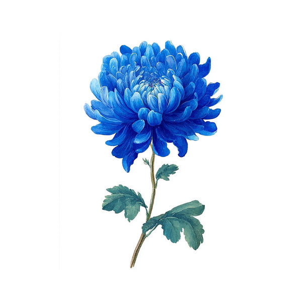 Blue Chrysanthemum