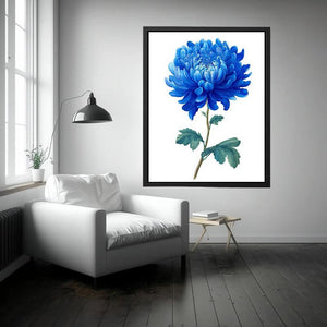 Blue Chrysanthemum