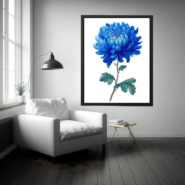 Blue Chrysanthemum