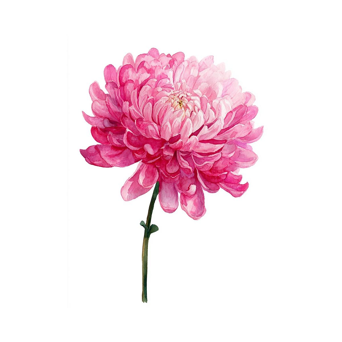 Pink Chrysanthemum