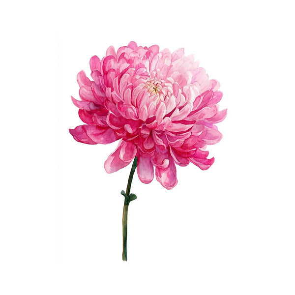 Pink Chrysanthemum