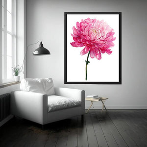 Pink Chrysanthemum