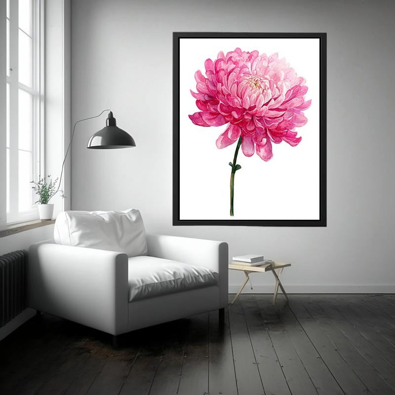 Pink Chrysanthemum