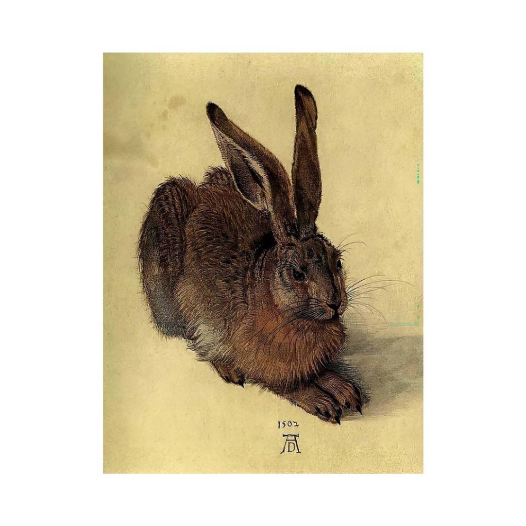Young Hare I by Albrecht Durer
