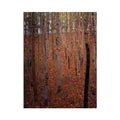 Beech Forest Buchenwald I by Gustav Klimt