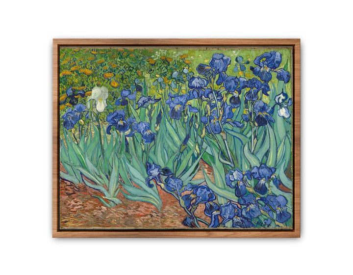 Irises By Van Gogh Painting framed Print