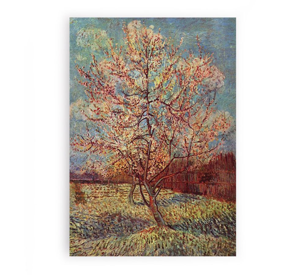 Peach Tree in Blossom / Flowering Peach Tree