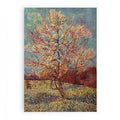 Peach Tree in Blossom / Flowering Peach Tree