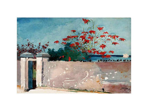 A Wall, Nassau  by Winslow Homer 