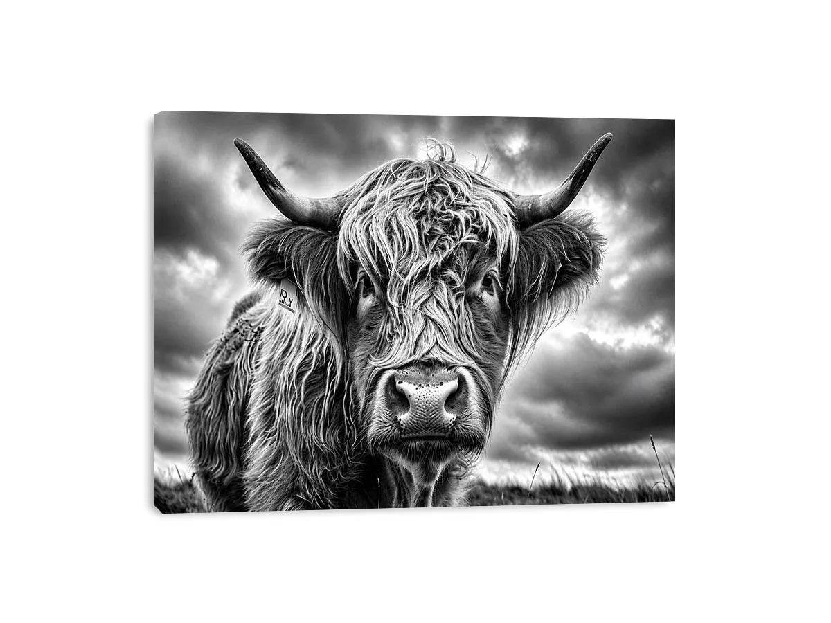 Black and white Highland cow portrait wall art with detailed fur texture and rustic farmhouse aesthetic