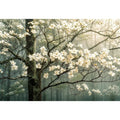Soft magnolia blossom wall art featuring delicate white flowers on misty woodland branches with calming neutral tones and elegant botanical styling.