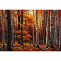 Luxury autumn forest wall art with white birch trees and vibrant orange fall foliage in a modern contemporary landscape canvas style