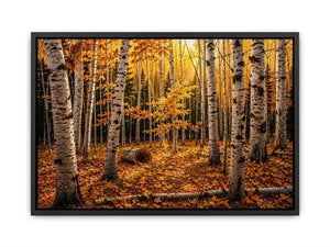 Luxury autumn birch forest wall art with golden foliage and white tree trunks in a serene woodland landscape painting style