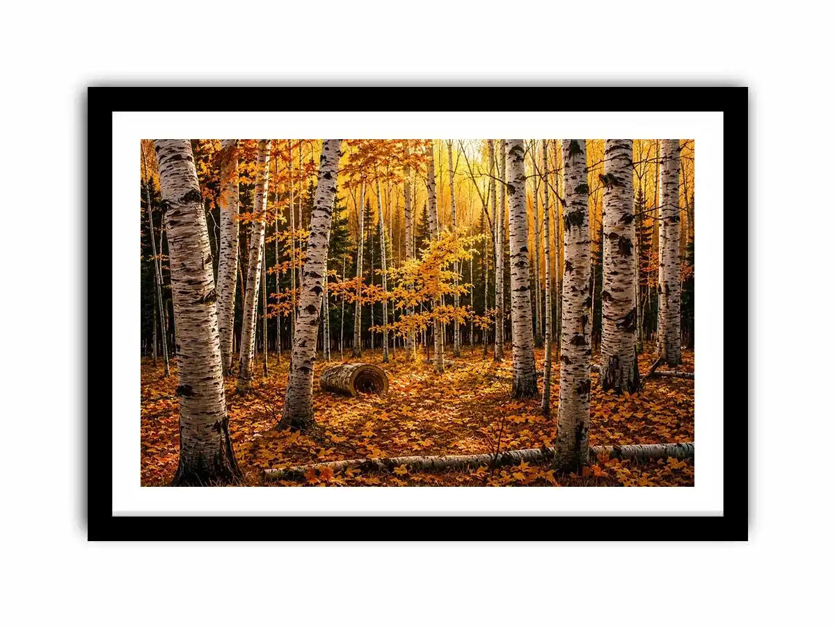 Luxury autumn birch forest wall art with golden foliage and white tree trunks in a serene woodland landscape painting style