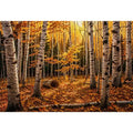 Luxury autumn birch forest wall art with golden foliage and white tree trunks in a serene woodland landscape painting style