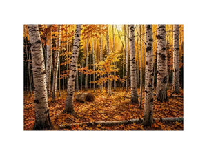 Luxury autumn birch forest wall art with golden foliage and white tree trunks in a serene woodland landscape painting style
