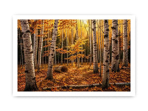 Luxury autumn birch forest wall art with golden foliage and white tree trunks in a serene woodland landscape painting style