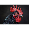 Luxury black rooster portrait wall art with vivid red comb and dramatic modern realism on dark background