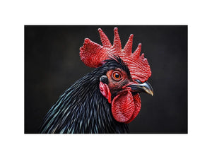 Luxury black rooster portrait wall art with vivid red comb and dramatic modern realism on dark background