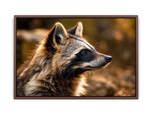 Warm golden raccoon wildlife canvas art for rustic modern living room and nature-inspired interiors