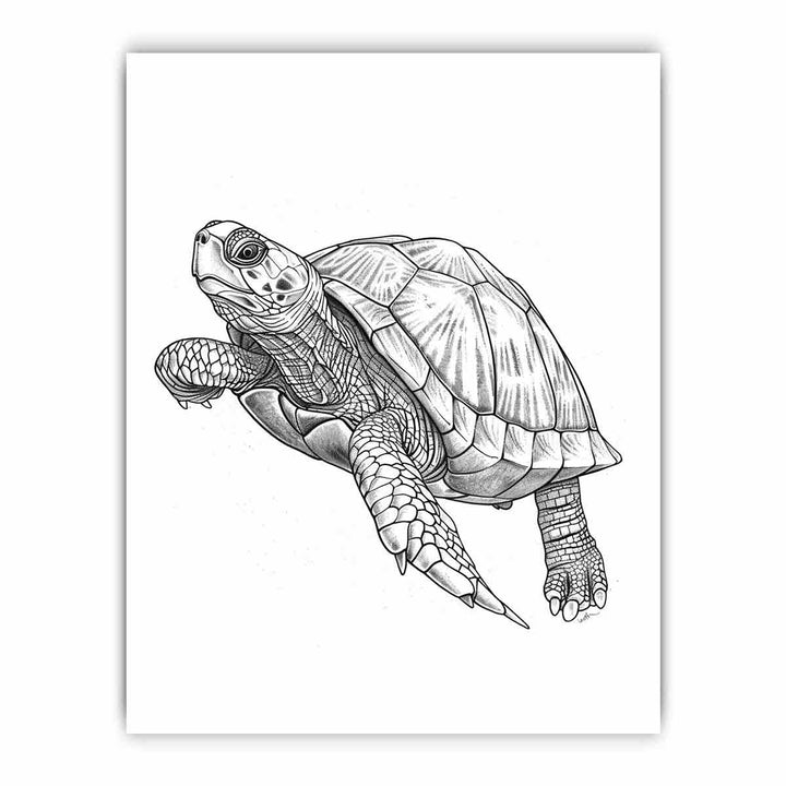 Color Me Turtle framed Print