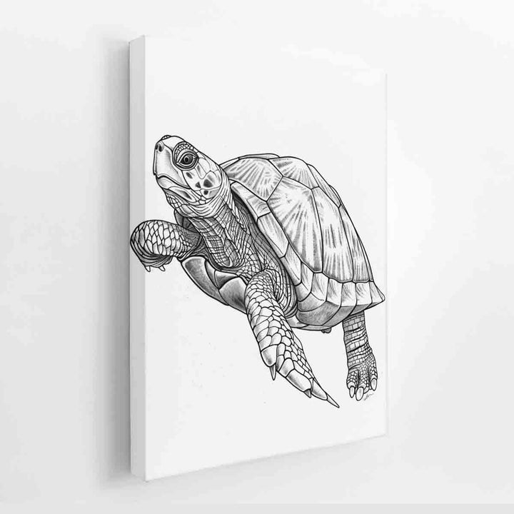Color Me Turtle canvas Print