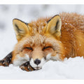 Fox  Art Print