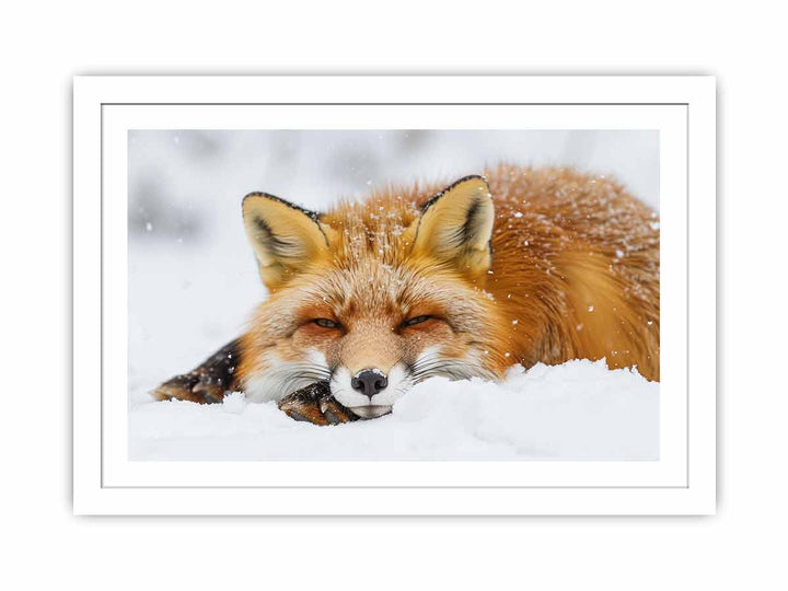 Fox  framed Print