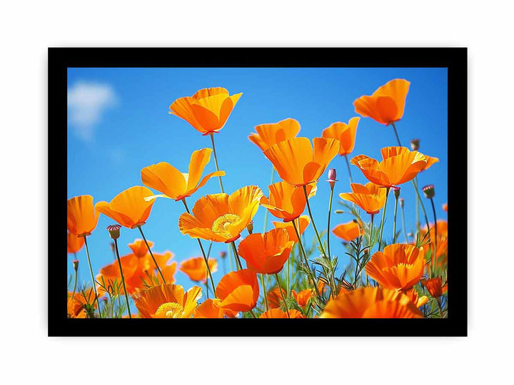 Poppies framed Print