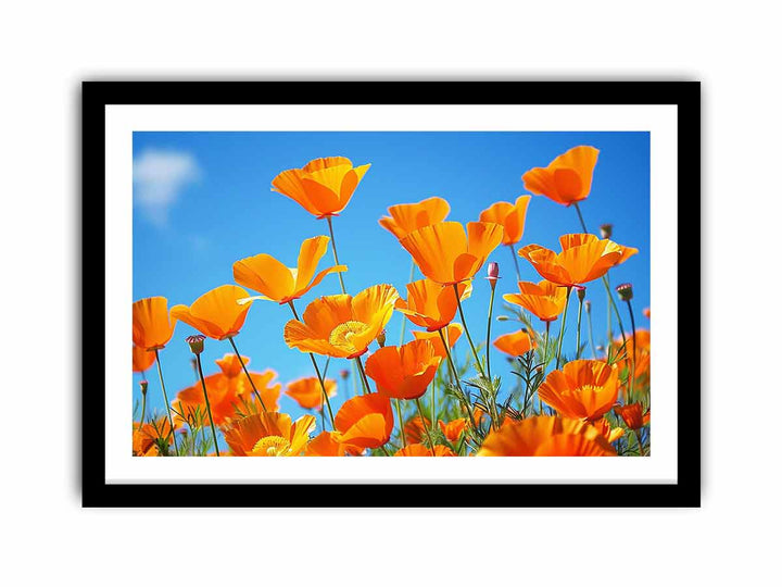 Poppies framed Print