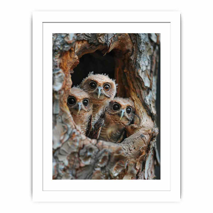 Three Owls framed Print