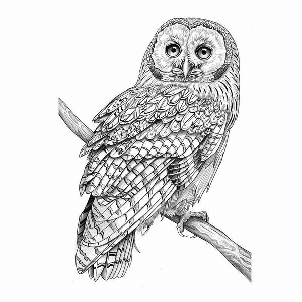 Color Me Owl Art Print