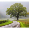 Foggy Road Art Print