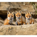 Three Red Fox Kits Art Print