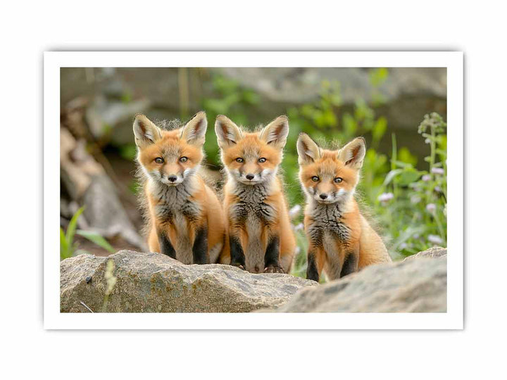 Red Fox  Art framed Print