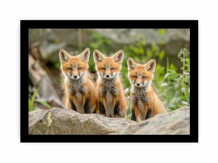 Red Fox  Art framed Print