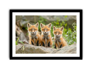Red Fox  Art framed Print