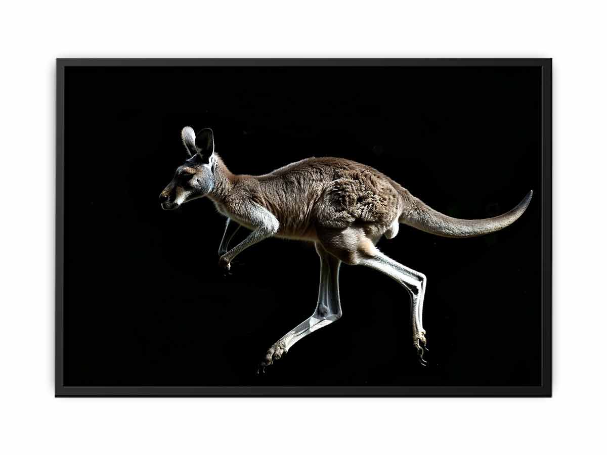 Dramatic kangaroo wildlife canvas art on black background for modern office decor.