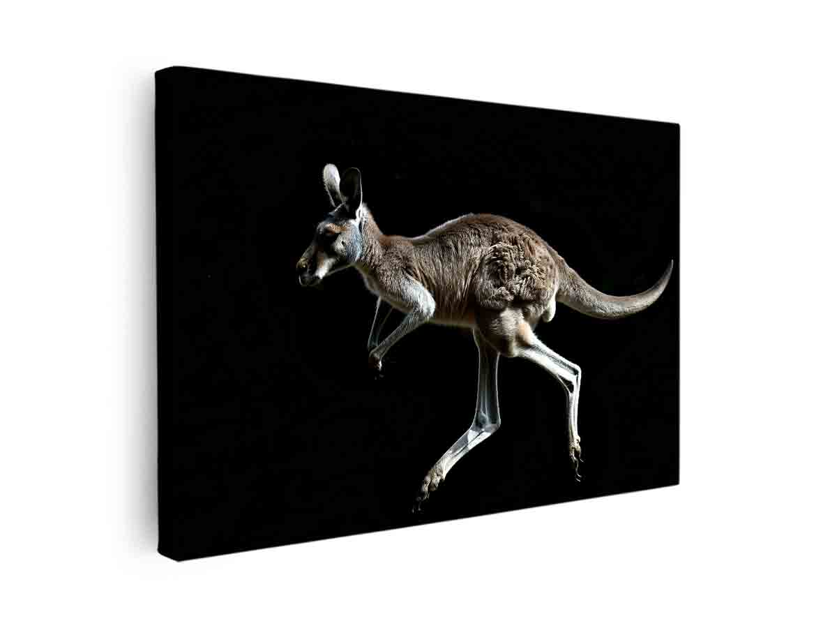 Dramatic kangaroo wildlife canvas art on black background for modern office decor.