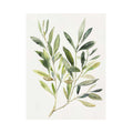 Minimal olive branch botanical print for kitchen wall decor.