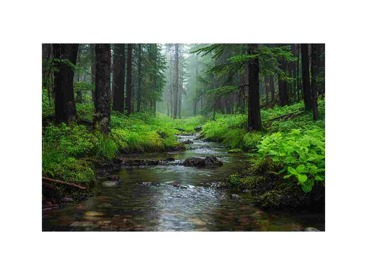 Green forest stream canvas art for calm biophilic living room or office decor.