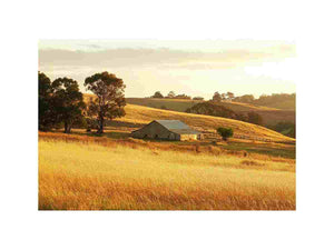 Golden farmhouse barn landscape canvas for warm living room or dining room decor.