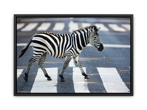 Black and white zebra street photography canvas art for modern office decor.