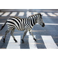 Black and white zebra street photography canvas art for modern office decor.