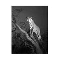 Black and white cheetah canvas art for bold modern office or living room decor.