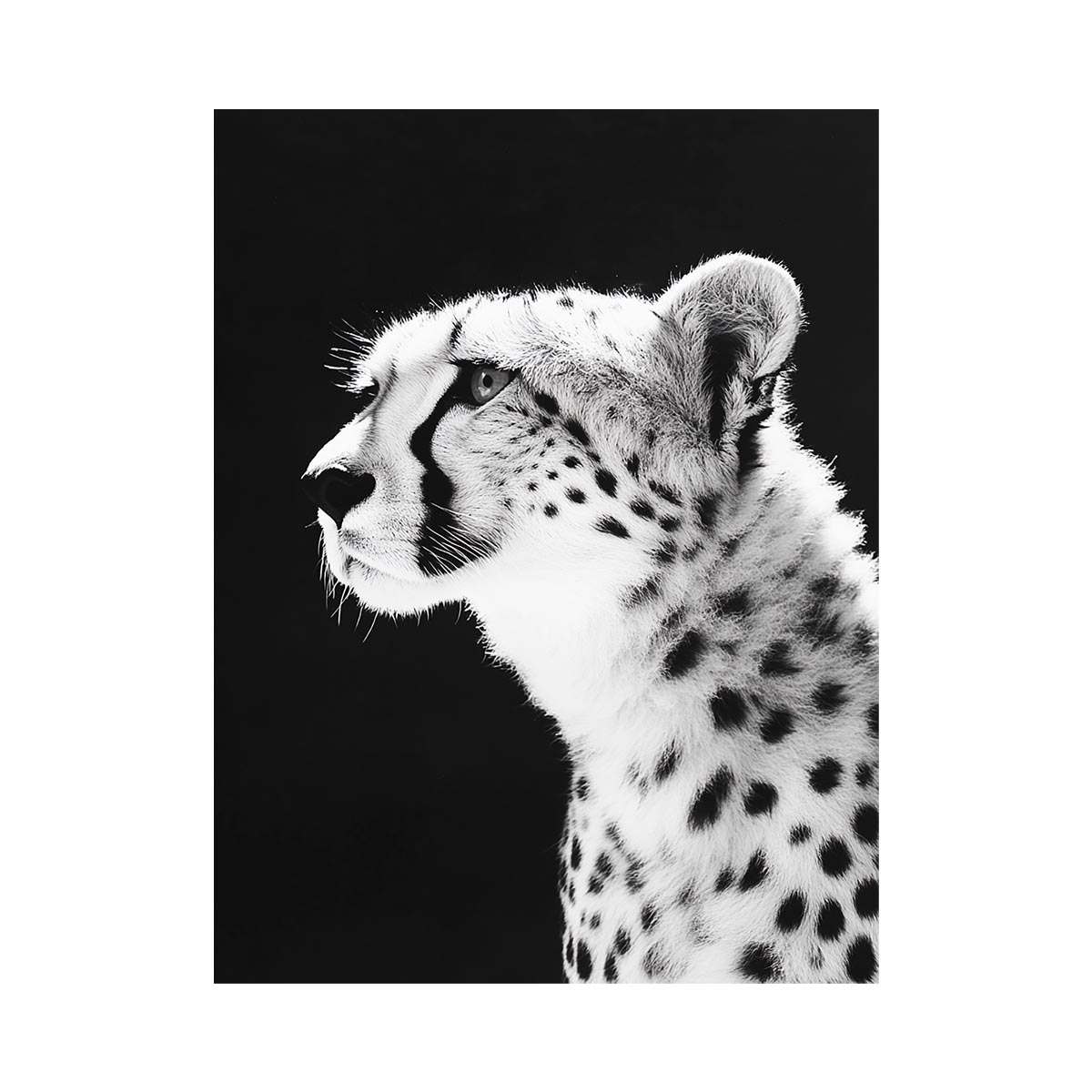 Black and white cheetah portrait wall art for modern office or living room decor.