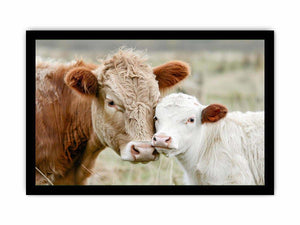 Cow and calf photography for warm farmhouse living room decor
