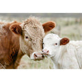 Cow and calf photography for warm farmhouse living room decor